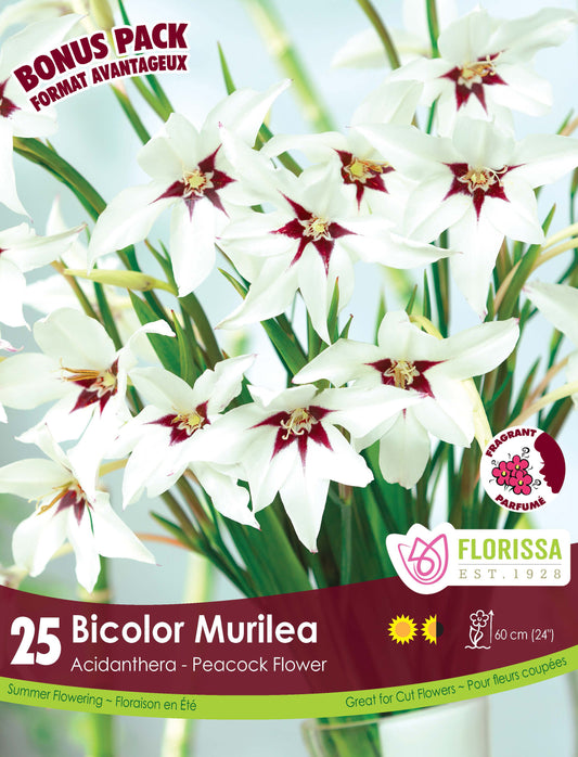 Acidanthera  Bonus Mix 25 per Pkg