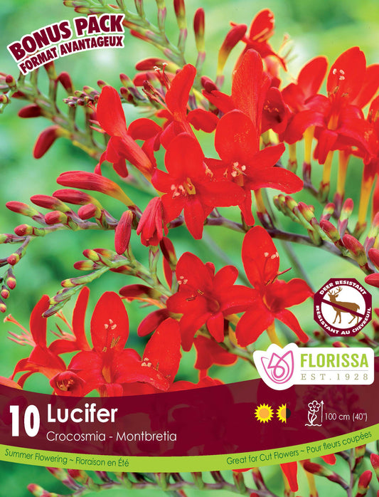 Crocosmia Lucifer  Bonus Mix