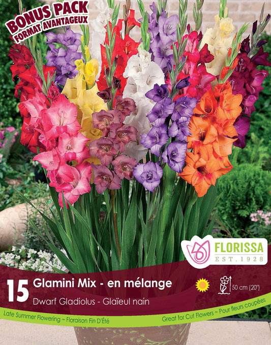 Gladiolus Glamini Bonus Mix