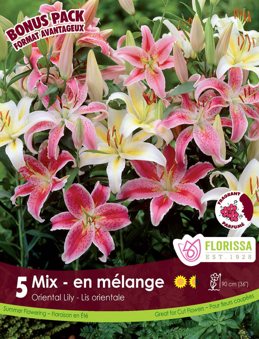 Lily Oriental Mixed Bonus Mix