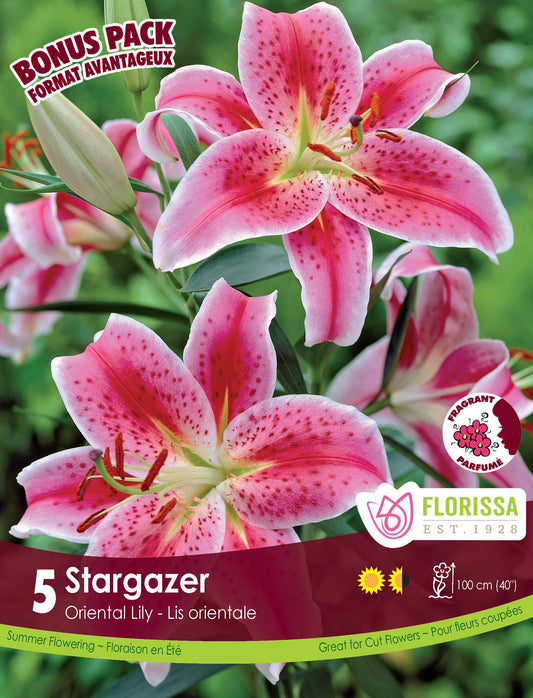 Lily Oriental Stargazer Bonus Mix 5 per Pkg