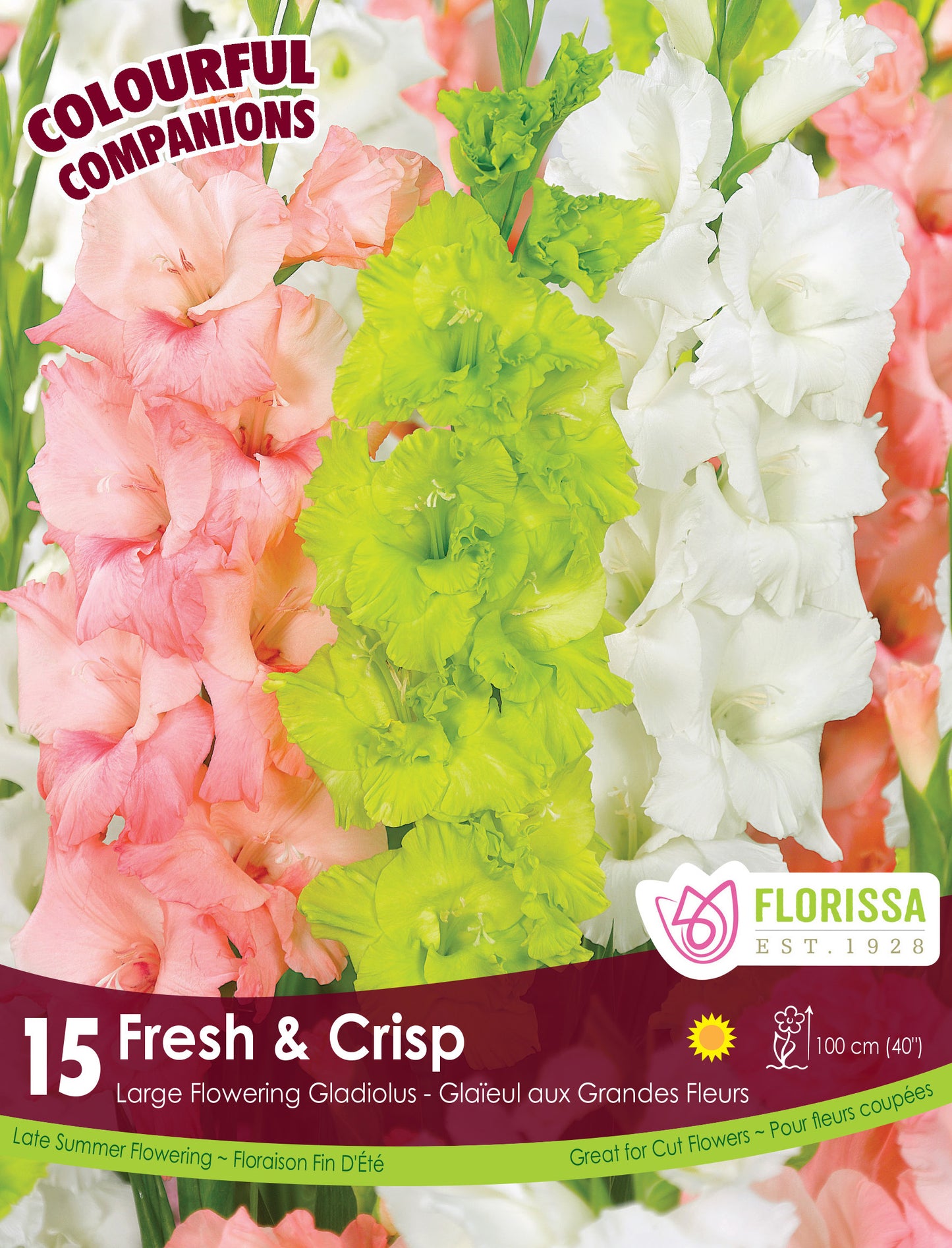 Gladiolus Mix Fresh & Crisp