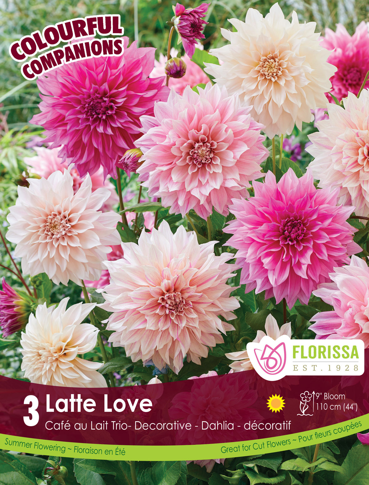 Dahlia Mix Latte Love - Flowerbulbsrus.com