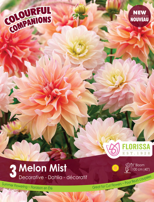 Dahlia Mix Melon Mist