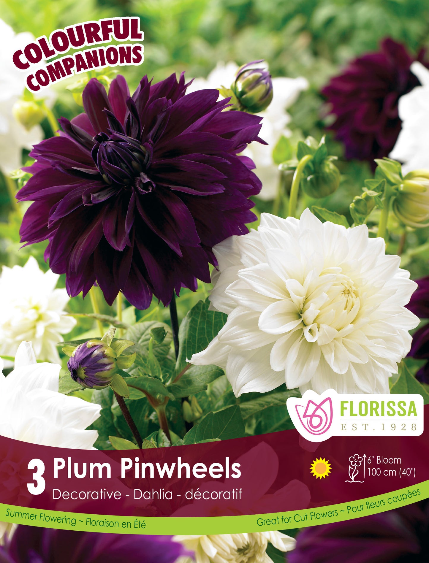 Dahlia Mix Plum Pinwheels