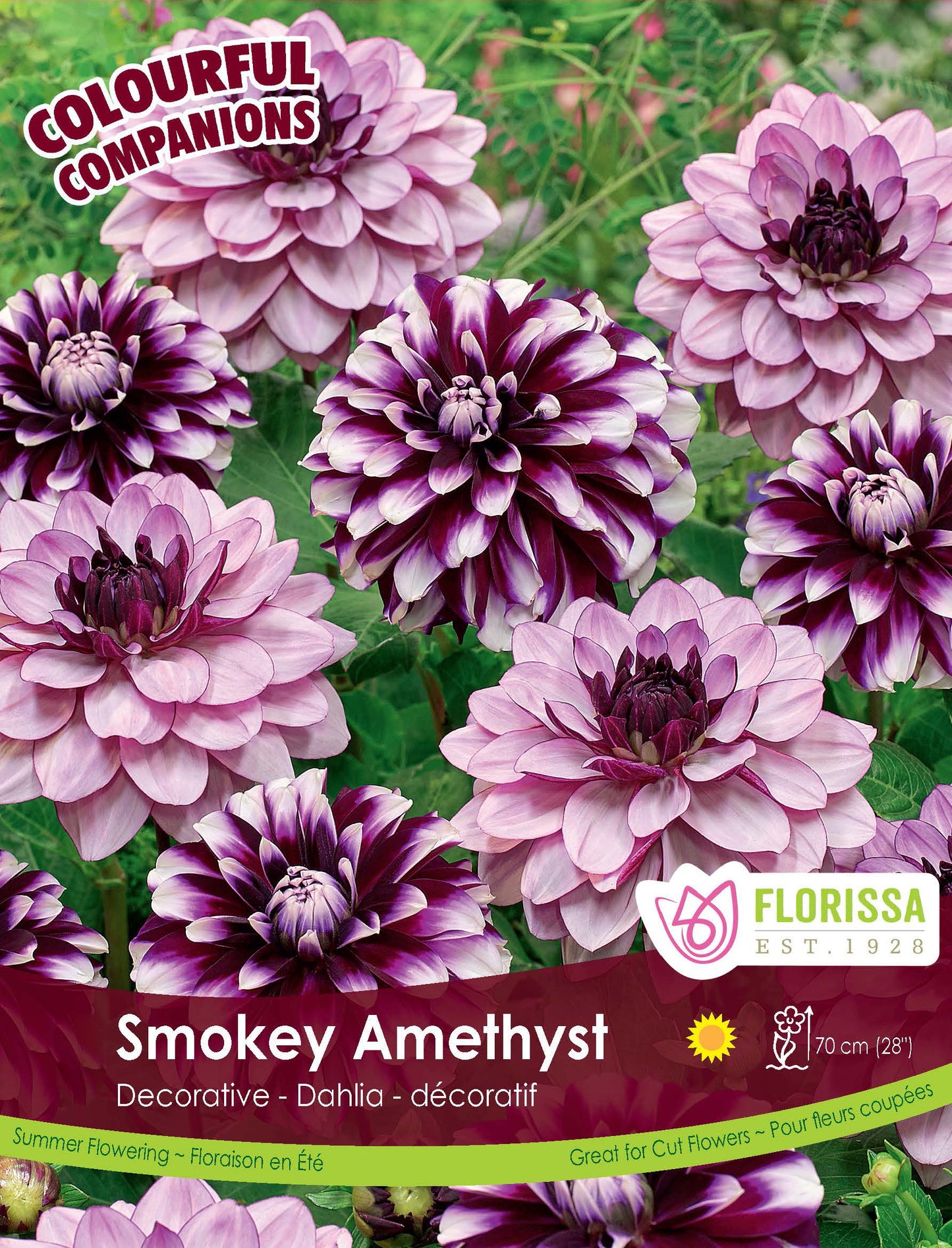 Dahlia Mix Smokey Amethyst