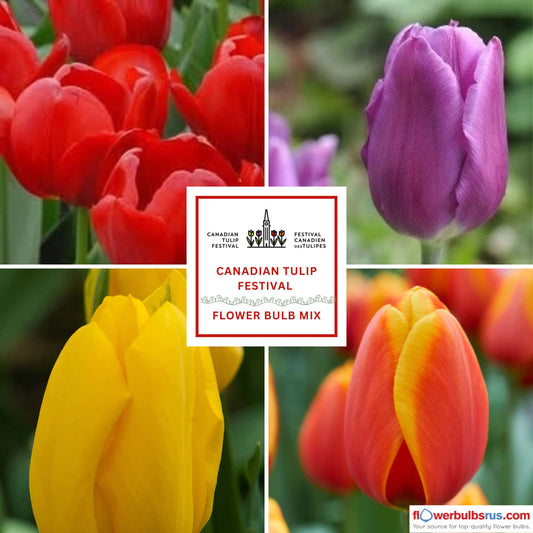 Canadian Tulip Festival Flower Bulb Mix  25 bulbs per package