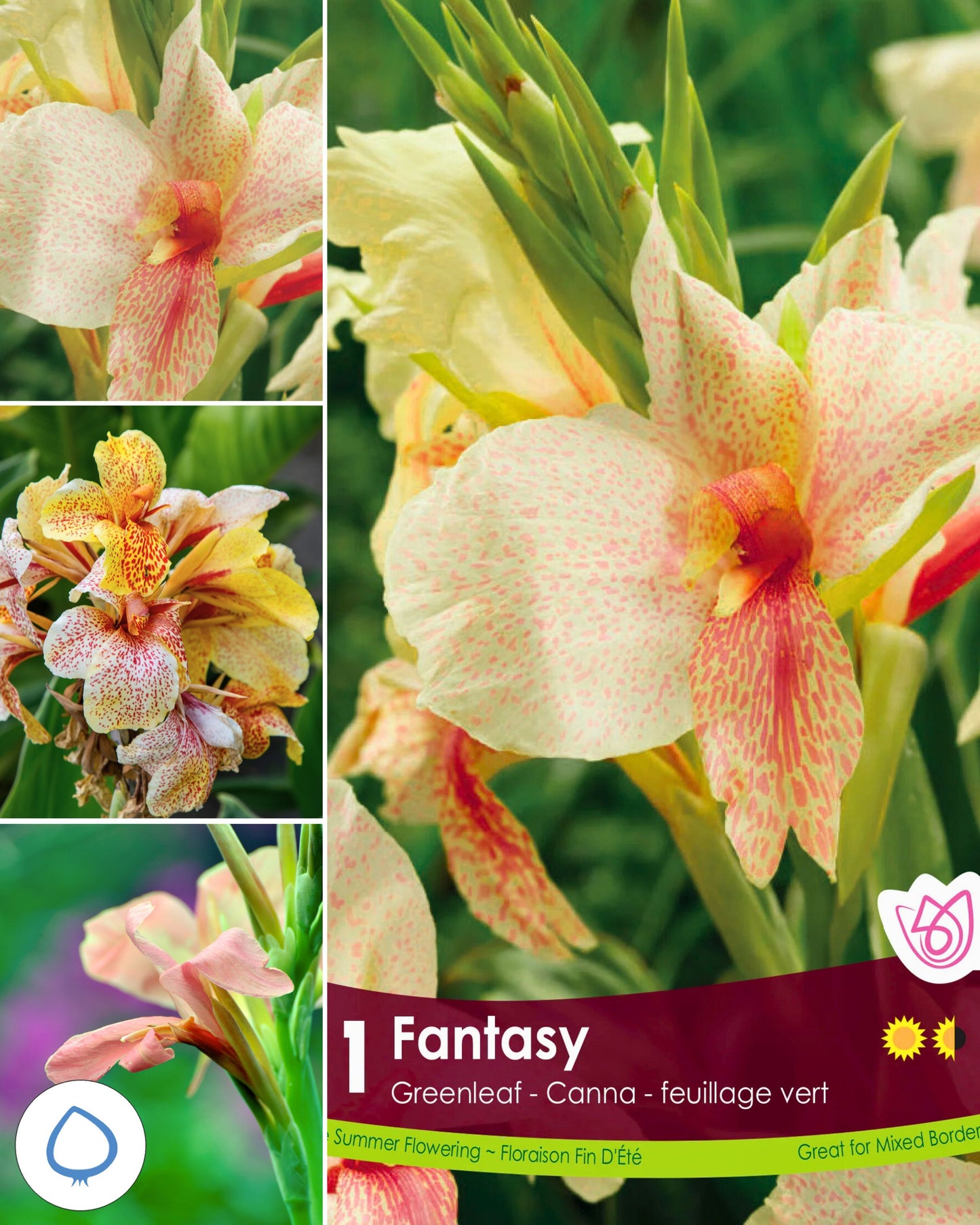 Canna Novelty Fantasy - Flowerbulbsrus.com