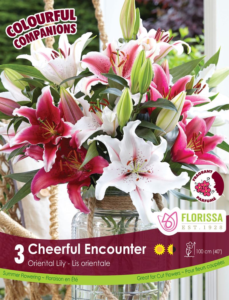 Lily Mix Cheerful Encounter - Flowerbulbsrus.com