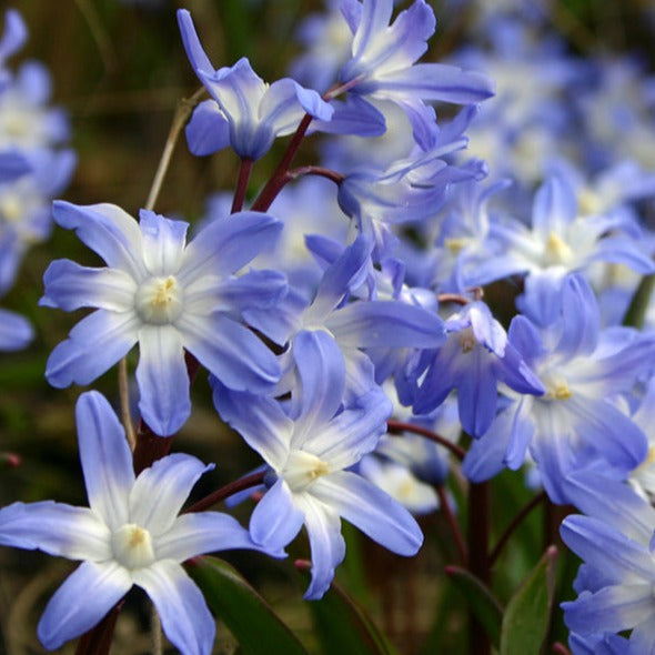 chionodoxa, flower bulbs