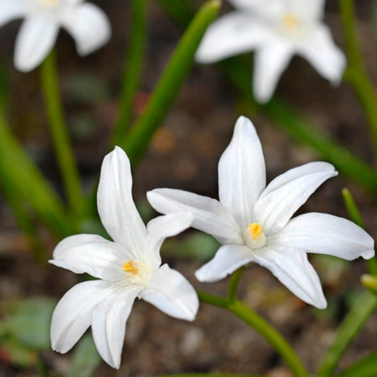 Chionodoxa, flower bulbs