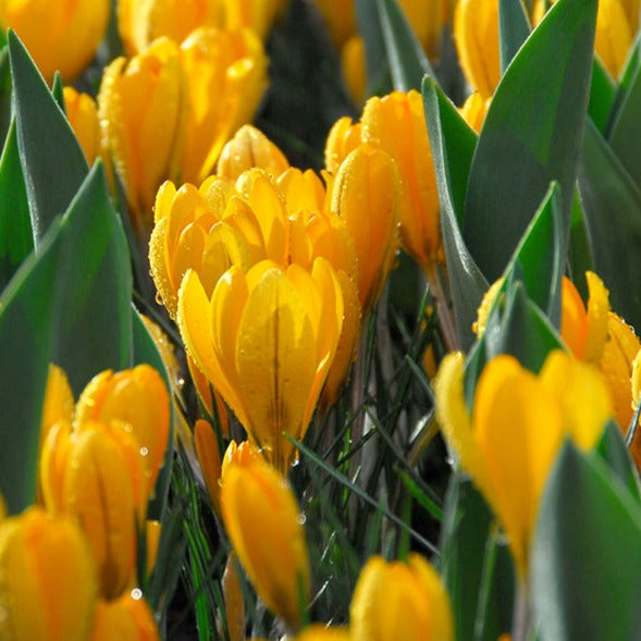 crocus, flower bulbs