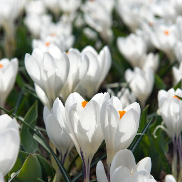 crocus, flower bulbs