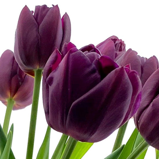 tulips, flower bulbs