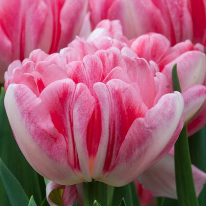 tulips, flower bulbs