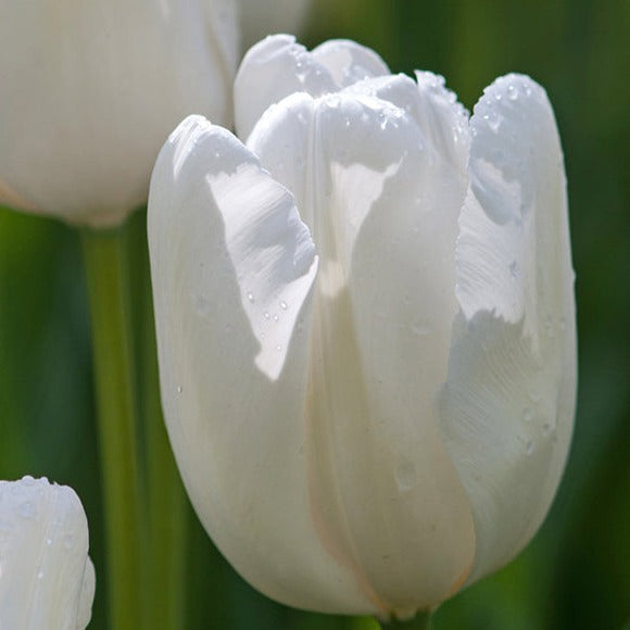 tulips, flower bulbs