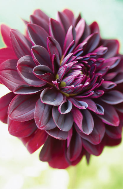 Dahlia Arabian Night — 1 tuber