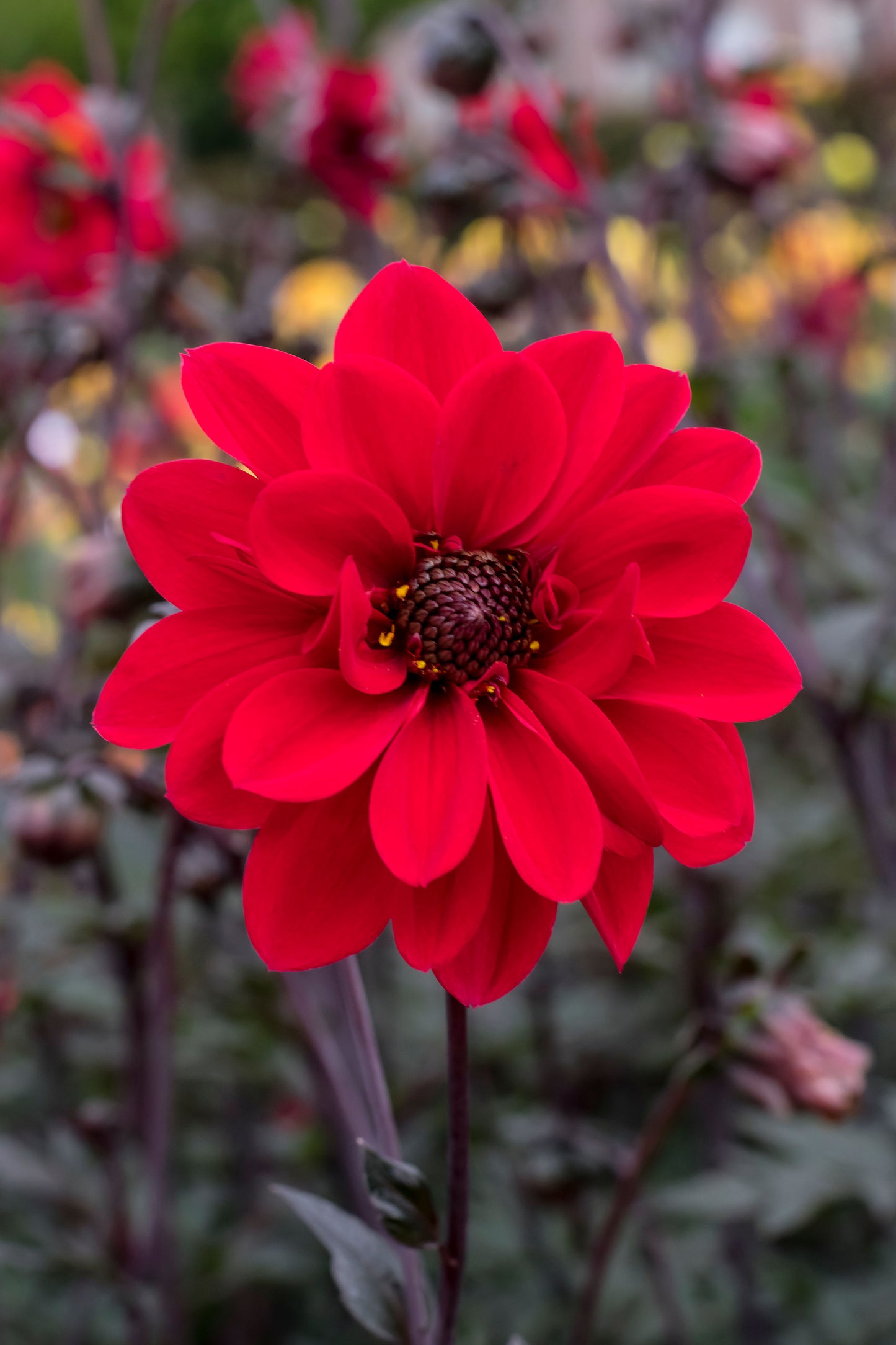 Dahlia Bishop of Llandaff — 1 tuber