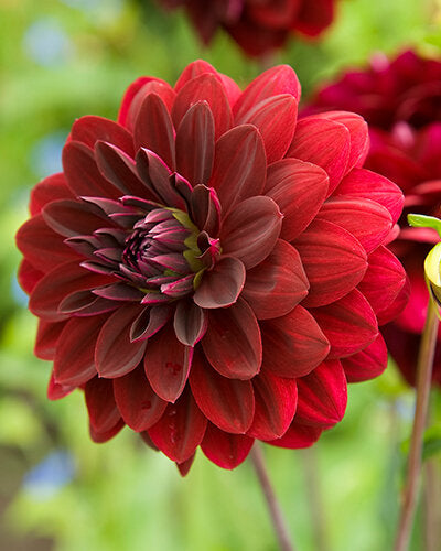 Dahlia Arabian Night — 1 tuber