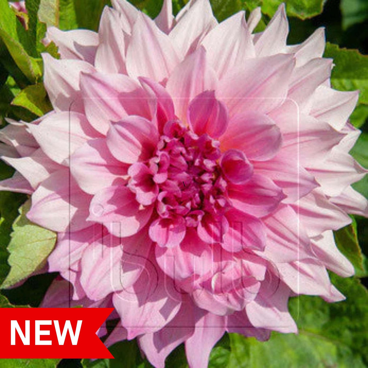 Dahlia Cafe au Lait Royal NEW! - 1 tuber