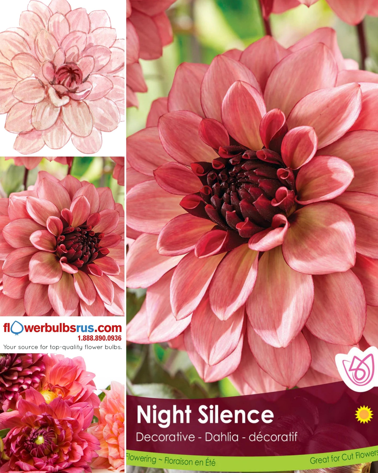 Dahlia Decorative Night Silence - Flowerbulbsrus.com