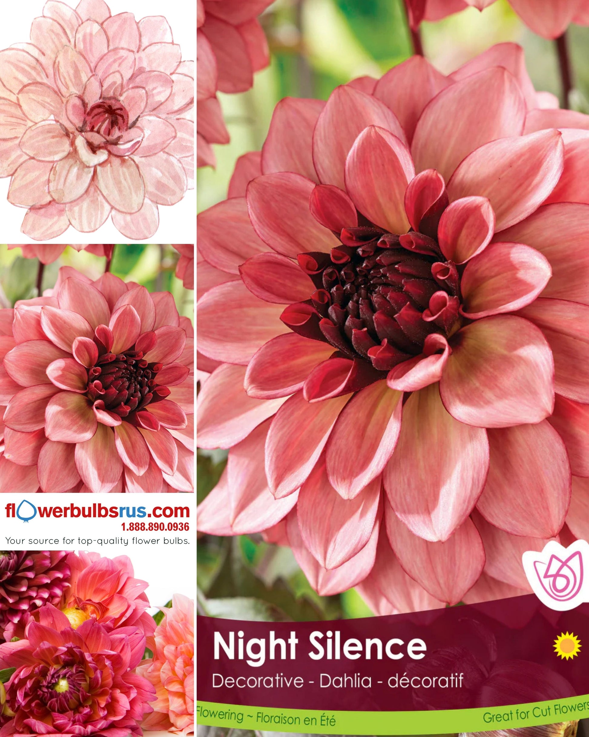 Dahlia Decorative Night Silence - Flowerbulbsrus.com