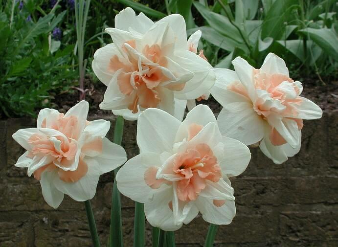 Narcissus Delnashaugh 10 per package