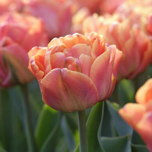 tulip, flower bulbs