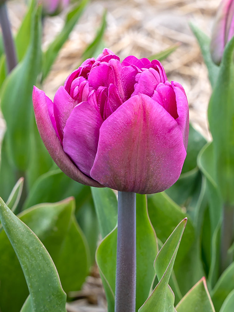 Double Late Tulips – Flowerbulbsrus.com