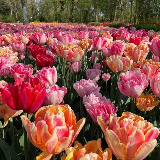 tulip, flower bulbs