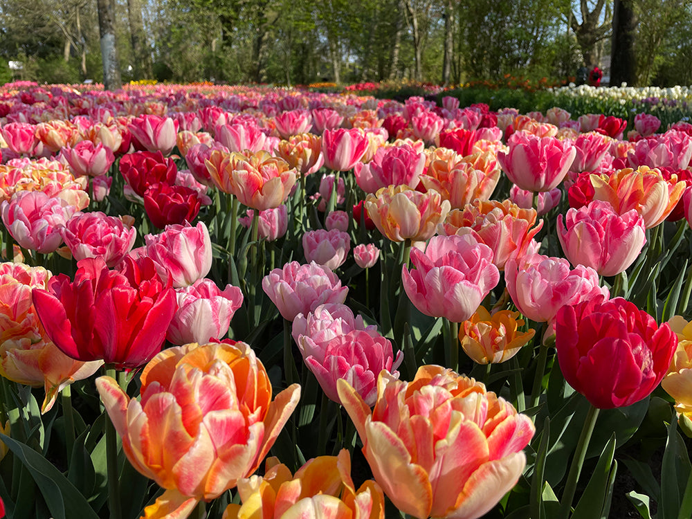 Foxtrot Party Tulip Mix 50 per package