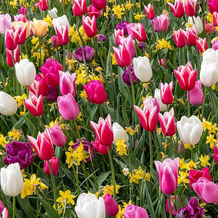 tulips, flower bulbs