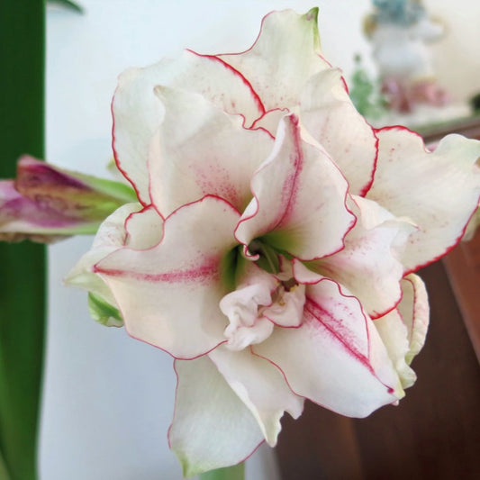 amaryllis, flower bulbs