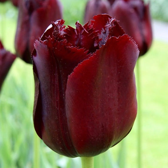 tulips, flower bulbs