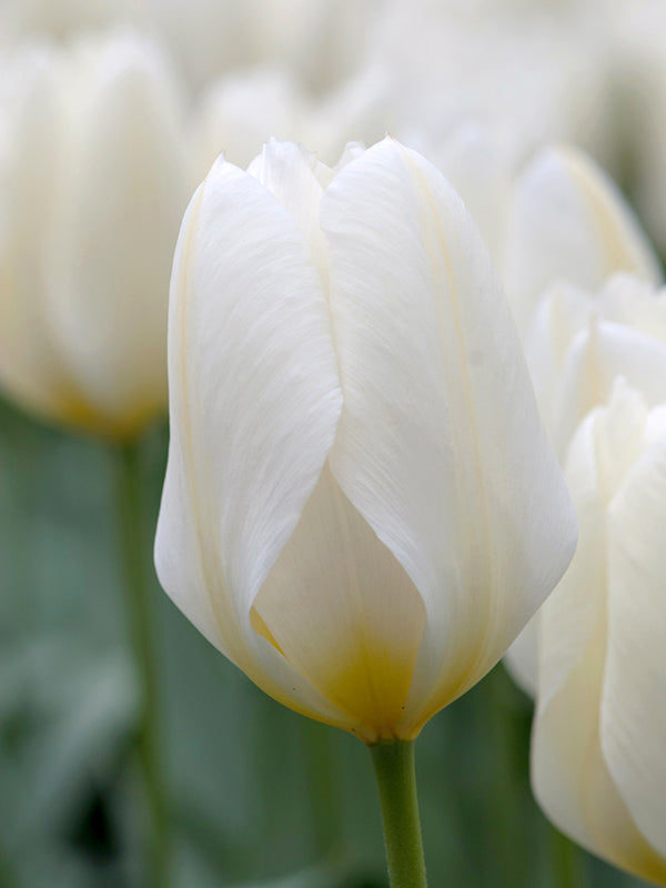 tulips, flower bulbs