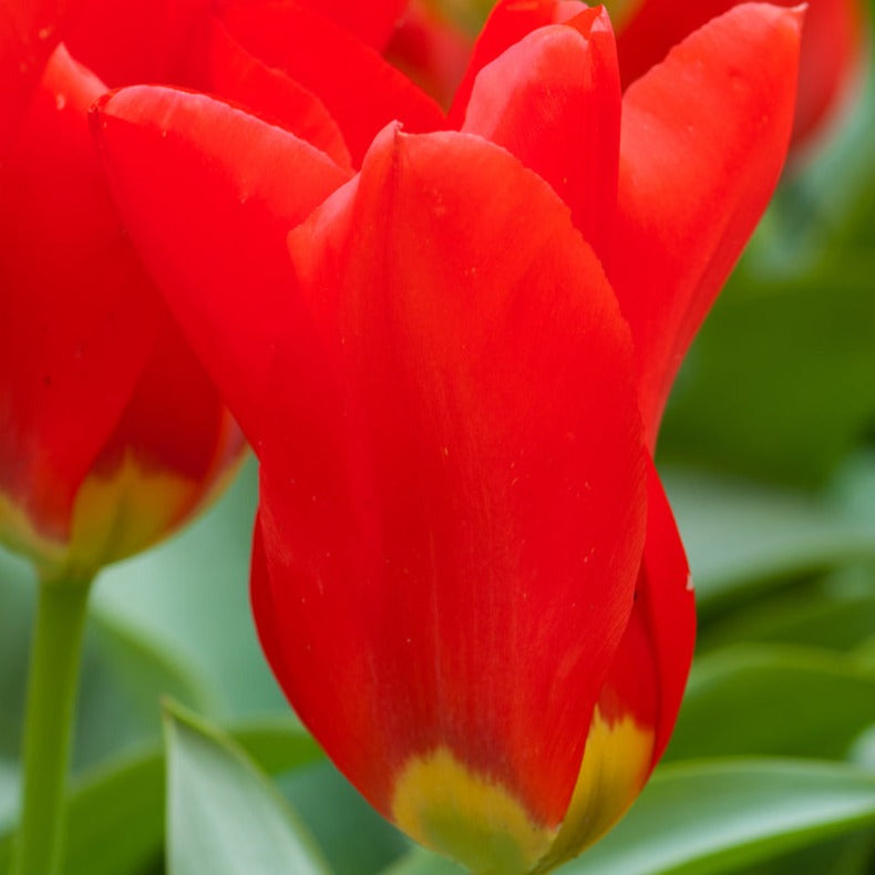 tulips, flower bulbs