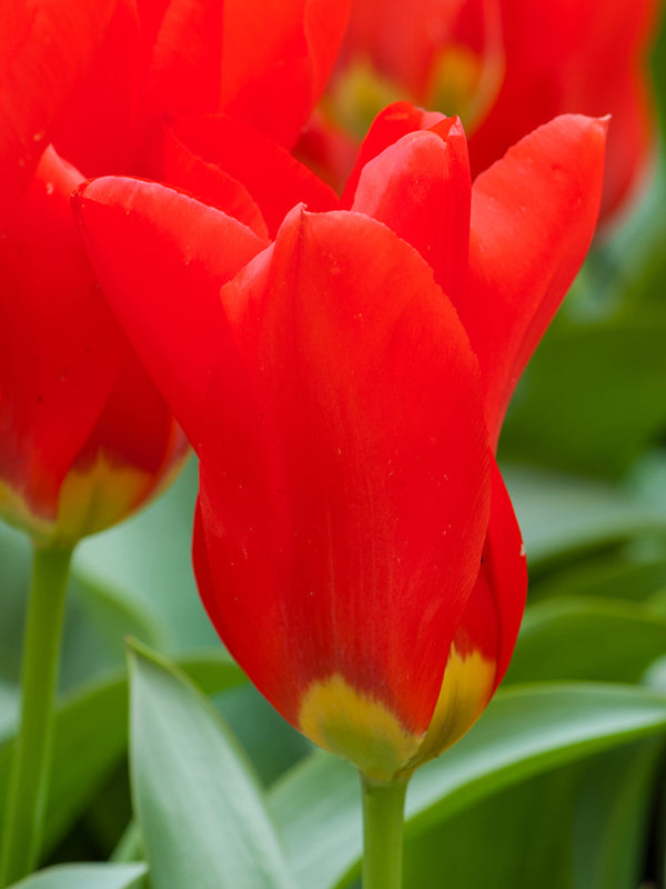 Tulip Red Emperor 20 per package - Flowerbulbsrus.com