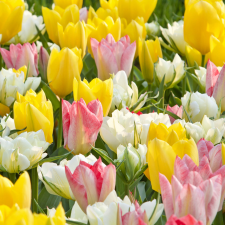 Fosteriana Beauties Tulip Mix - Flowerbulbsrus.com