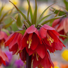 Fritillaria Imperialis Red Beauty - Flowerbulbsrus.com