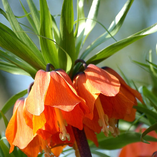 fritillaria, flower bulbs