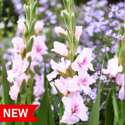 Gladiolus Ajax 10 bulbs per package