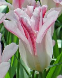 Tulip White Triumphator(sub with Holland Chic) 20 per package