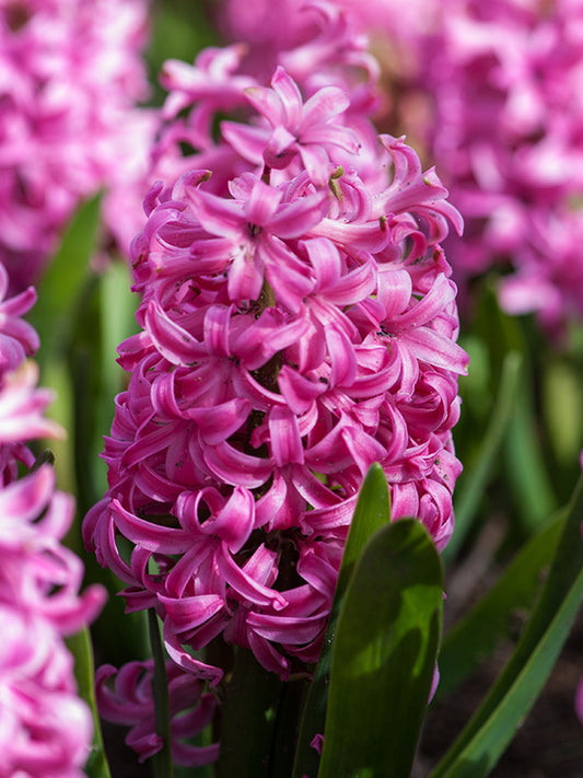 hyacinth, flower bulbs