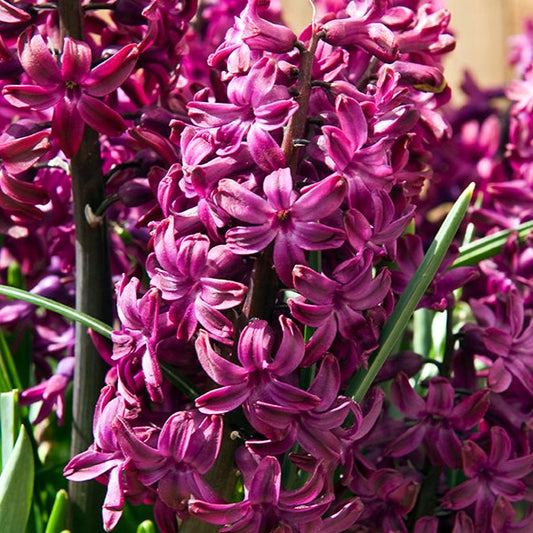 hyacinth, flower bulbs