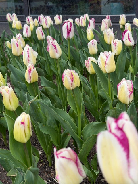 Tulip Affaire - 20 bulbs - Flowerbulbsrus.com