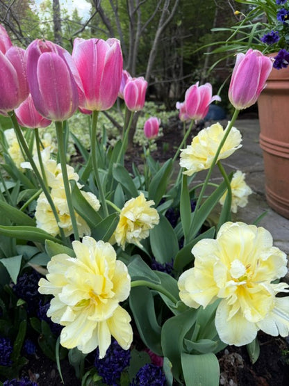 Tulip Avant Garde - 20 bulbs - Flowerbulbsrus.com