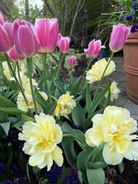 Tulip Avant Garde - 20 bulbs