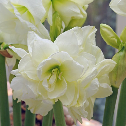 amaryllis, flower bulbs
