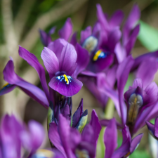 Iris J.S.Dijt - Flowerbulbsrus.com