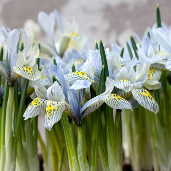 iris, flower bulbs